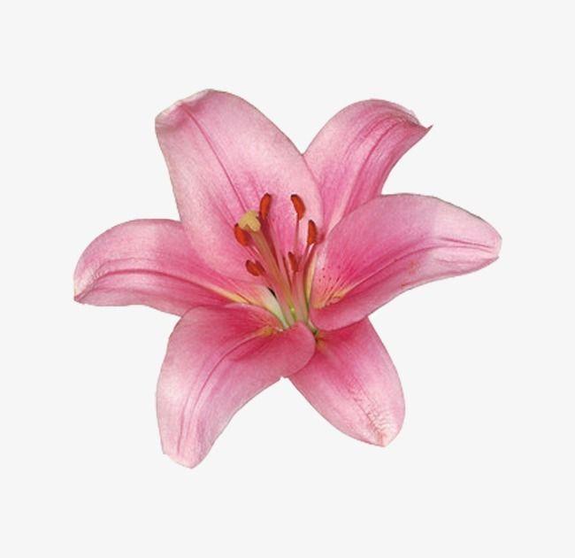 Secret Garden's Enchanted Blooms